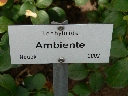 ambiente_name.JPG