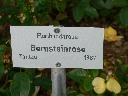 bernsteinrose_name.JPG