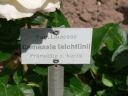 camassia_leichtlinii_name.JPG