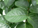 gloria_dei_blatt.JPG
