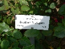 gruss_an_stuttgart_name.JPG